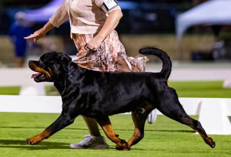 Rottweiler for sale by KLASIK
