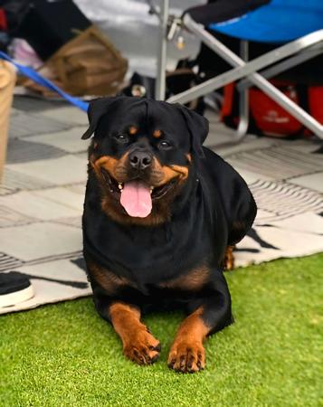 Rottweiler for sale by ROTTWEILERSPERTHWA
