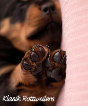 Rottweiler for sale by KLASIK