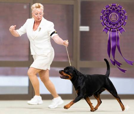 Australian Champion. Klasiks Storms Lunar Star Rottweiler
