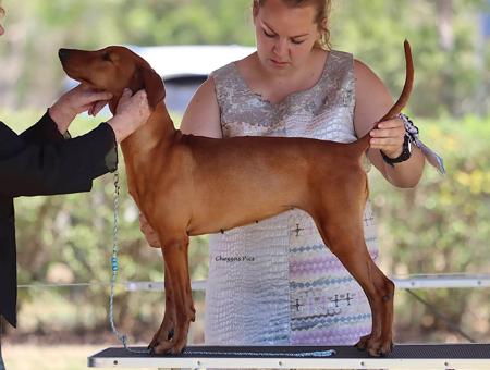 German Pinscher for sale by JAYDE2013