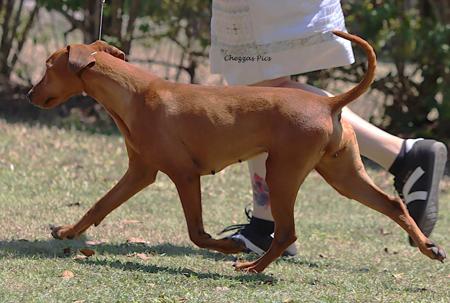 German Pinscher for sale by ASHAYDE