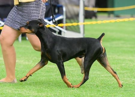 German Pinscher for sale by ASHAYDE