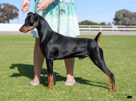 German Pinscher for sale by ASHAYDE