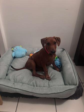 German Pinscher for sale by ASHAYDE
