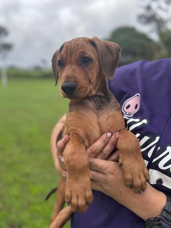 German Pinscher puppy for sale by ASHAYDE