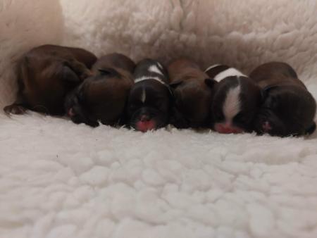 Shih Tzu puppy for sale by TZUNAMI