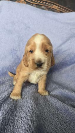 Cocker Spaniel puppy for sale by BEULAHEIM