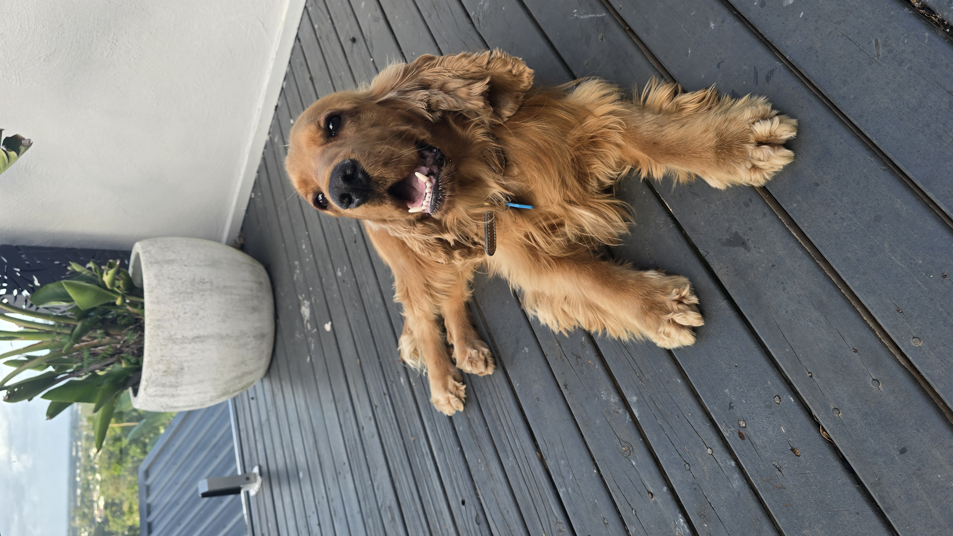 Cocker Spaniel puppy for sale by BEULAHEIM