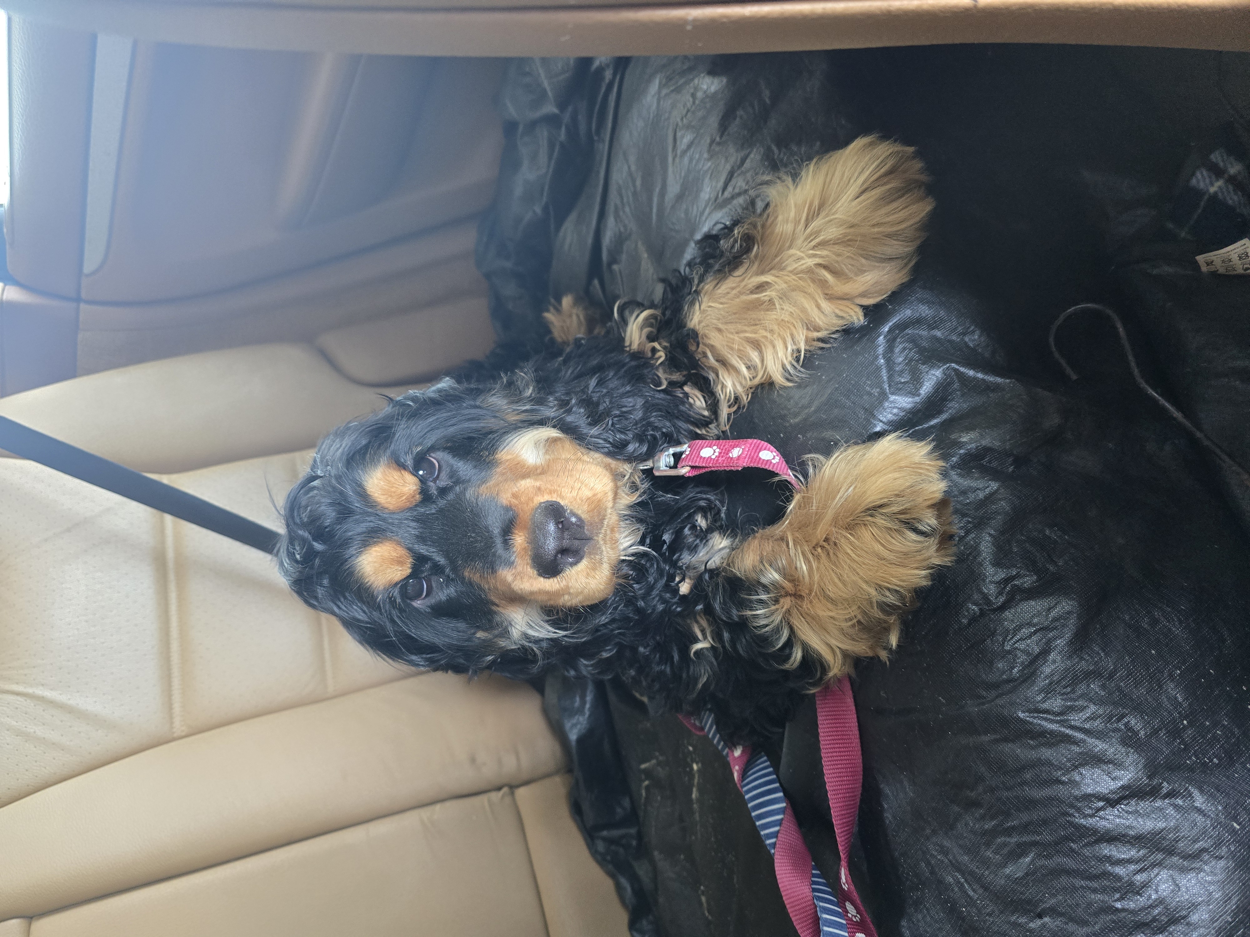 Cocker Spaniel puppy for sale by BEULAHEIM