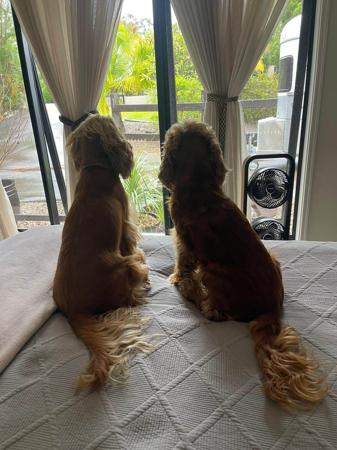 Cocker Spaniel puppy for sale by BEULAHEIM