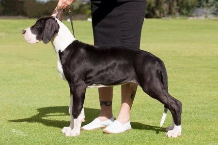 Great Dane for sale by CYMROZ