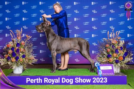 Great Dane for sale by CYMROZ