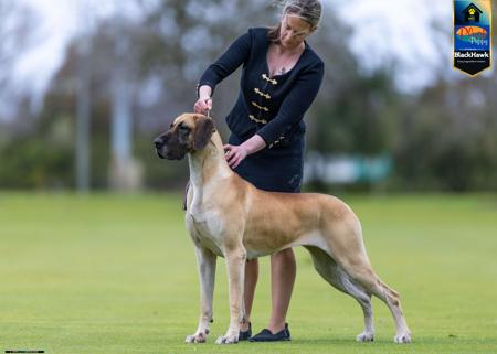 Great Dane for sale by CYMROZ