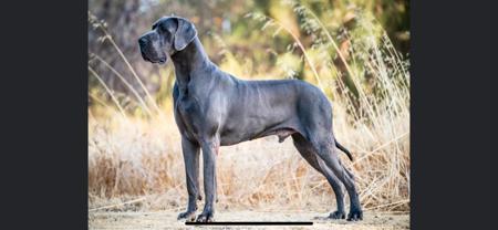 Great Dane for sale by CYMROZ
