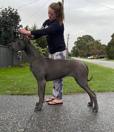 Great Dane for sale by CYMROZ
