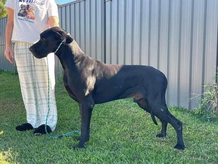 Great Dane dog for sale by CYMROZ