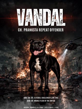 Aus. Ch. Pranksta Repeat Offender (AI) Staffordshire Bull Terrier