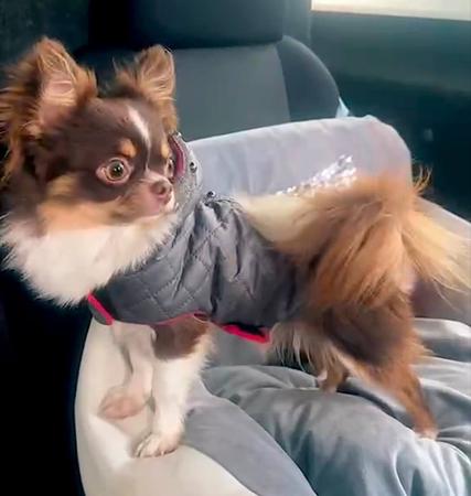 Chihuahua (Long Coat) for sale by JENDRIKA