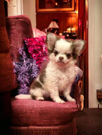 Chihuahua (Long Coat) for sale by JENDRIKA