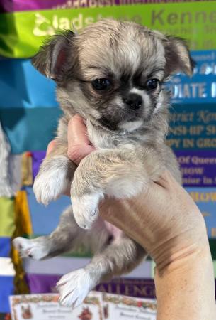 Chihuahua (Long Coat) for sale by JENDRIKA