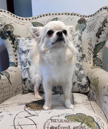 Chihuahua (Long Coat) for sale by JENDRIKA