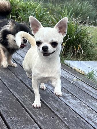 Chihuahua (Smooth Coat) for sale by JENDRIKA