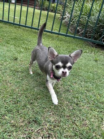 Chihuahua (Smooth Coat) for sale by JENDRIKA