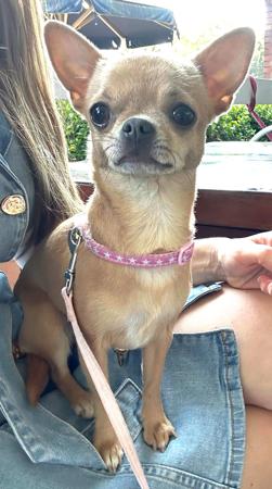 Chihuahua (Smooth Coat) for sale by JENDRIKA