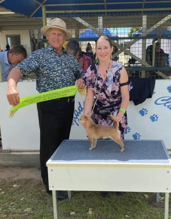 Chihuahua (Smooth Coat) for sale by JENDRIKA