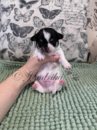 Chihuahua (Smooth Coat) puppy for sale by JENDRIKA