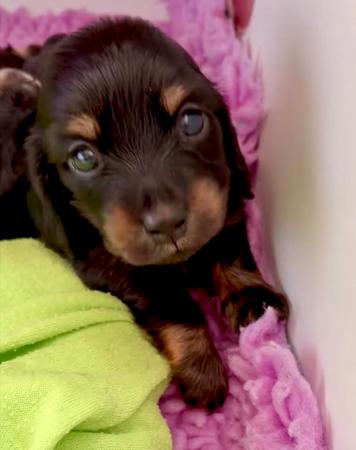 Dachshund (Miniature Long Haired) for sale by EMAY