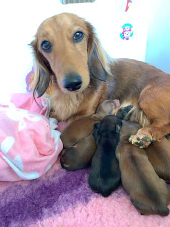 Dachshund (Miniature Long Haired) for sale by EMAY