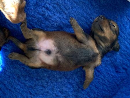 Dachshund (Miniature Long Haired) for sale by EMAY