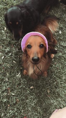 Dachshund (Miniature Long Haired) for sale by EMAY