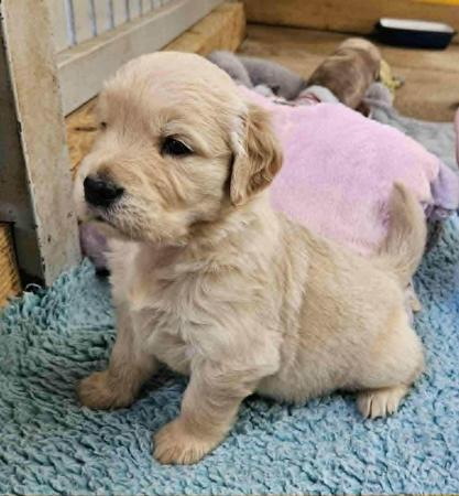 Golden Retriever puppy for sale by BRACKENDELL