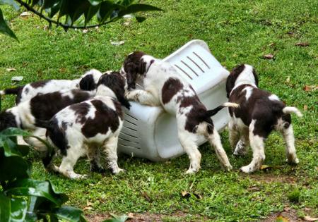 English Springer Spaniel puppy for sale by SPRINGY