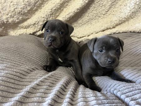 Staffordshire Bull Terrier for sale by BLUEPEARLS