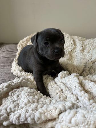 Staffordshire Bull Terrier for sale by BLUEPEARLS
