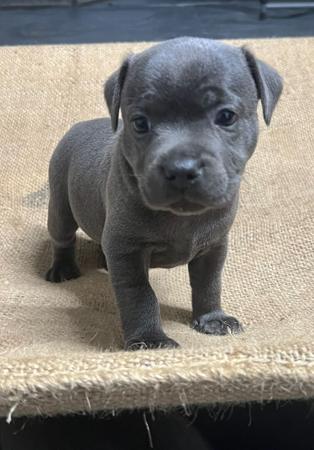 Staffordshire Bull Terrier for sale by BLUEPEARLS