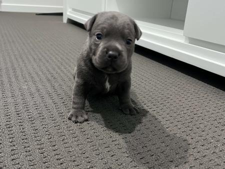 Staffordshire Bull Terrier for sale by BLUEPEARLS