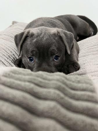 Staffordshire Bull Terrier for sale by BLUEPEARLS