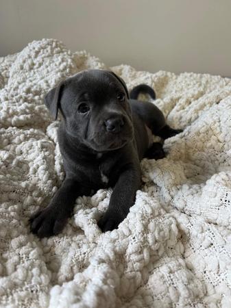 Staffordshire Bull Terrier for sale by BLUEPEARLS