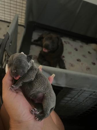 Staffordshire Bull Terrier for sale by BLUEPEARLS