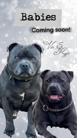 Staffordshire Bull Terrier puppy for sale by BLUEPEARLS