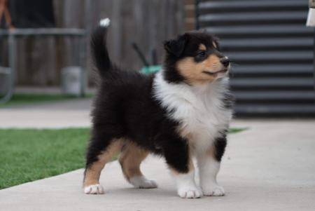 Collie (Rough) for sale by CHAMINGTN