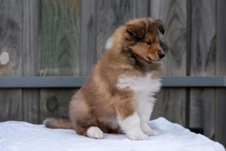 Collie (Rough) for sale by CHAMINGTN