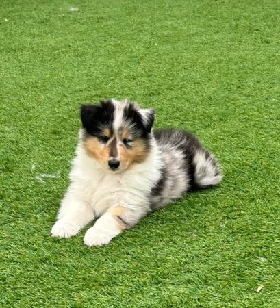 Collie (Rough) for sale by CHAMINGTN