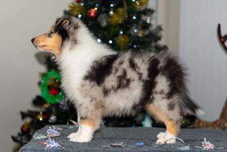 Collie (Rough) for sale by CHAMINGTN