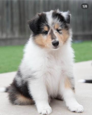 Collie (Rough) for sale by ADUNCAN159